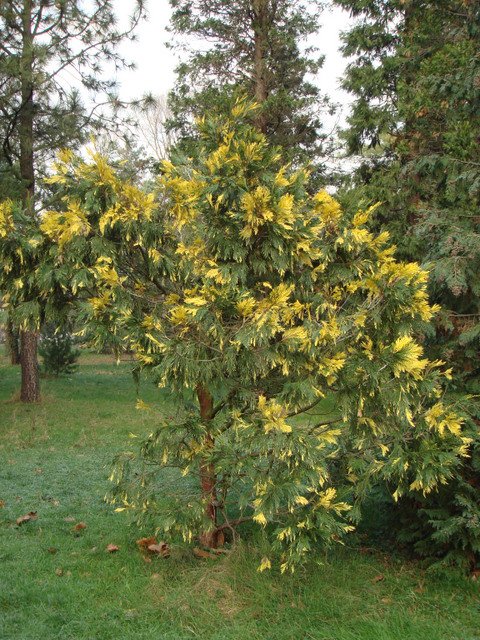 Calocedrus decurrens 'Aureovariegata'